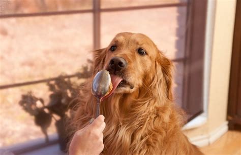 dry dog food flavors enhancing palatability  happy pets pet food