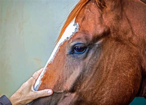 Leadership lessons from the horse whisperer - Tom & Sara Hurley