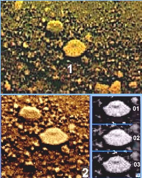Objects of Hypothetical Life on Venus at the VENERA Landers Sides