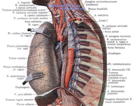 Нервы грудной стенки. Иннервация грудной стенки.