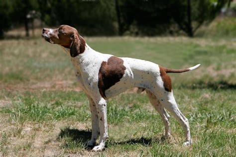 File:English pointer.jpg - Wikimedia Commons