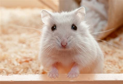 dog treats safe  hamsters