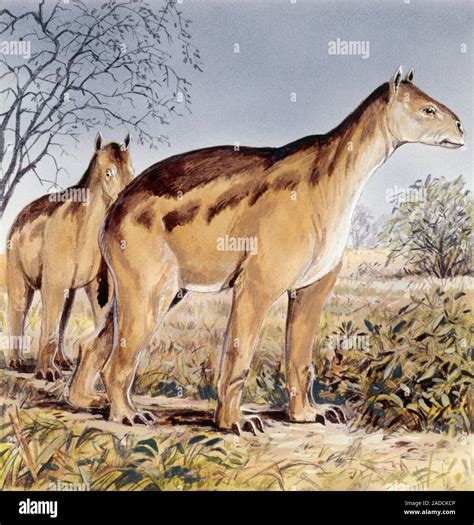 Moropus, illustration. This extinct prehistoric mammal is an ungulate ...