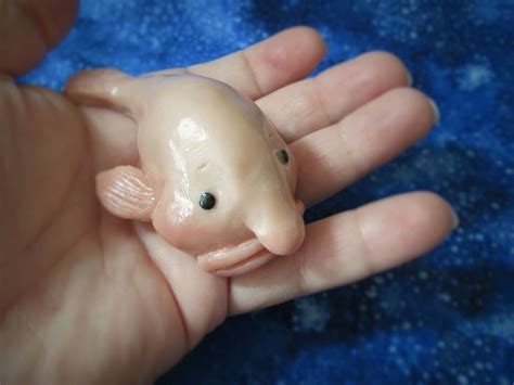 Blob Fish - The blobfish is a deep sea fish of the family ...