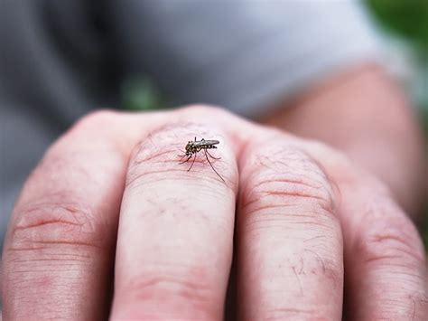 Zoonosis: Definition, Types, and Diseases List