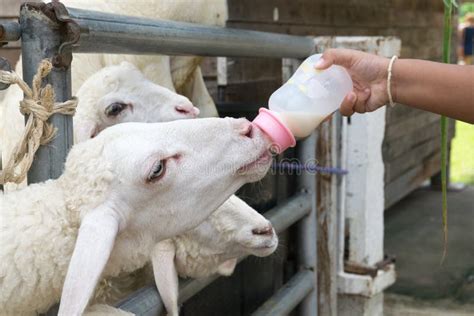 Close Up Child Feeding Milk Bottle To Cute Sheep Stock Image - Image of cute, close: 63396733