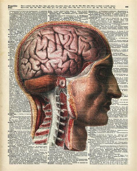 Vintage Human Brain Anatomy Art Print by Anna W - Pixels