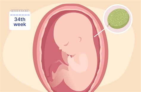 weeks pregnant babys growth preterm labor signs  contractions