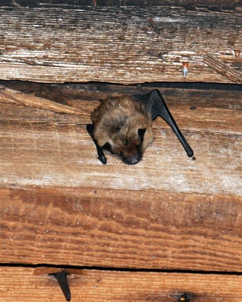 Bats New England at Chloe Snider blog