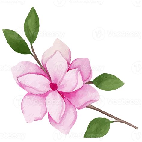 Magnolia Flower, floral Clip art Element Transparent Background ...