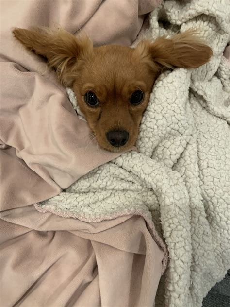Ru - Share My Pet