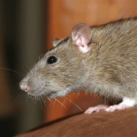 difference  norway rat  roof rat