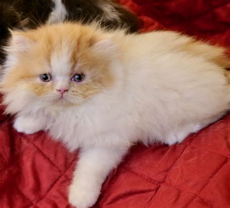 Breeder : r/persiancat