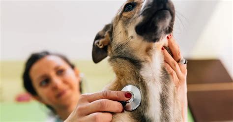 how to check dogs pulse