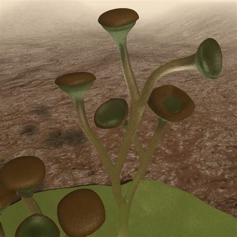 Evolution of Vascular Plants - Advanced ( Read ) | Biology | CK-12 ...