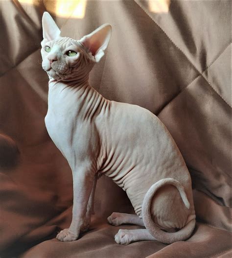 Sphynx / Сфинкс | Pets, Sphynx, Bear