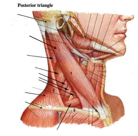 posterior triangle muscles diagram quizlet