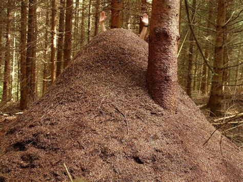 Forest ant hill,huge hill,wood ants,ants,formica - free image from needpix.com