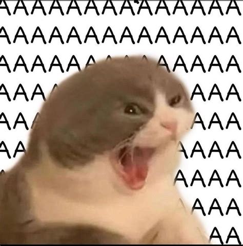 discover  meme  cute jokes ideas cartoon jokes twitter quotes