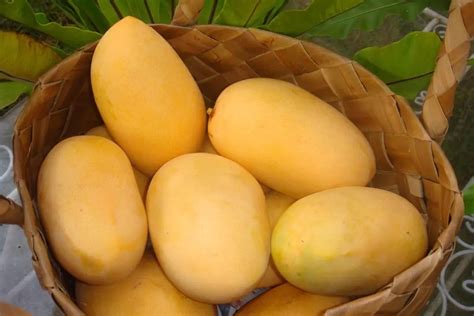 The Famous Philippine Carabao Mango - vrogue.co