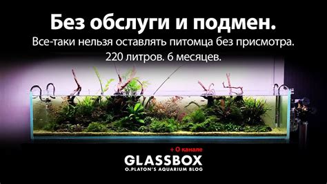 Аквариум и интерьер 6: 220 литров без обслуги. Его боли и будущее ...