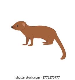 Mongoose Cartoon Drawing ~ Learn How To Draw A Banded Mongoose (wild ...