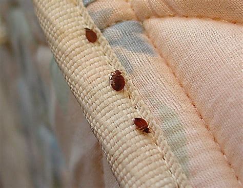Клопы постельные: укусы, симптомы, чем лечить, фото