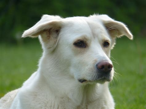 1366x768 wallpaper | white long coat dog | Peakpx