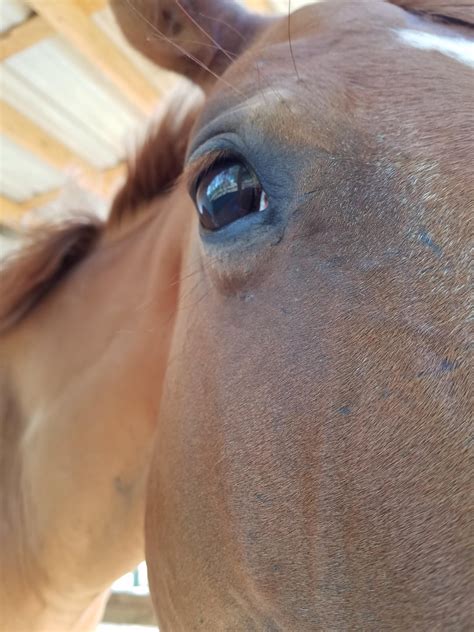 Company when filling the water troughs :) : r/Horses