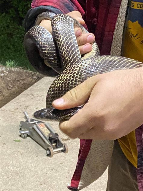 Hellbender Hiking & Nature Tours - Home | Facebook