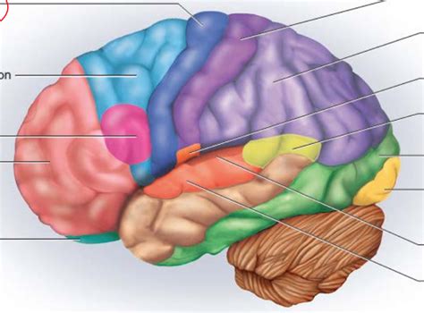 **Functional regions of cerebral cortex- ASSOCIATION CORTEX Diagram ...