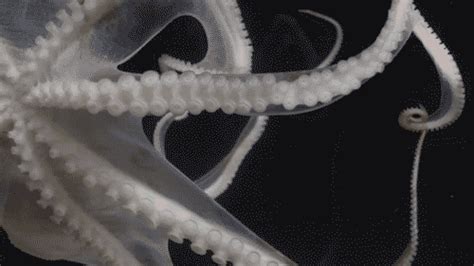 Day Octopus GIFs - Find & Share on GIPHY