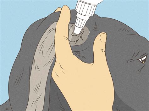 how to clean yeast out of dog's ears