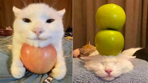Cat With Apples / His Greed Sickens Me | Know Your Meme