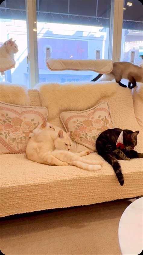 保護猫サロンCAT LIVING | 殺処分間近で熊本から空輸された、スカイとクスクス。 実はクスクスは、東京到着まもなく急性腎不全で生死を彷