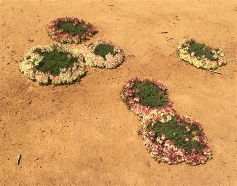 places   wildflowers  western australia
