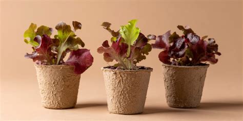 Фитогормон ауксин и его действие на растения — City Farmer