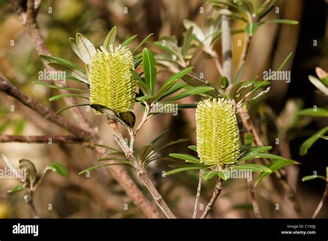 banksia australia  res stock photography  images alamy