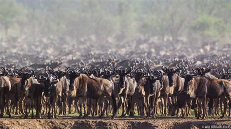 Blue Wildebeest + Serengeti National Park | Photos Pictures Images