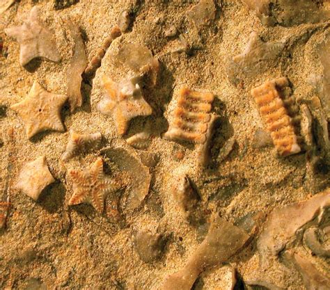 fossil record definition facts britannica