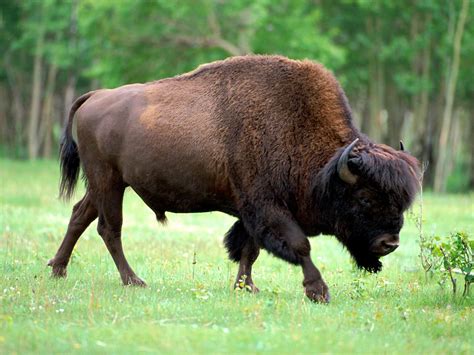 Buffalo Facts, History, Useful Information and Amazing Pictures