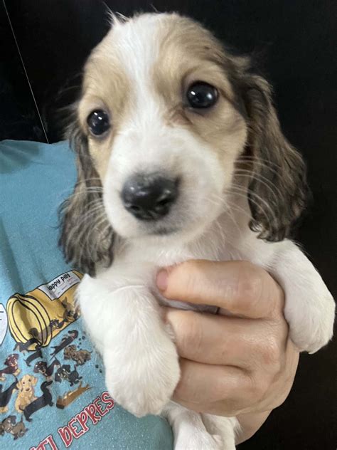 dachshund puppies in minnesota 6