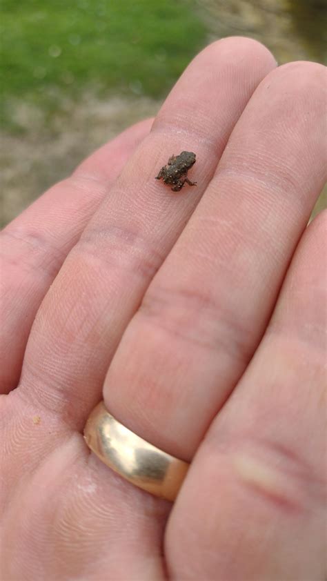 This tiny toad : r/Toads