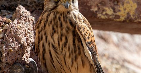 eagle  nest  stock photo