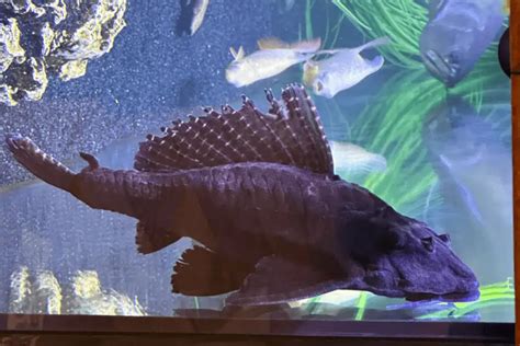 Pleco Fish Fin Rot: Causes, Symptoms & Prevention – Pet Fish Online