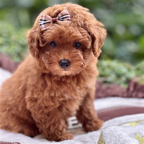 Teacup Poodle - SOLD Puppies For Sale – Waggs To Riches Pet Boutique