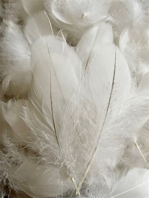 White Goose Feathers Ethically Gathered White With a Touch of - Etsy