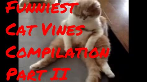 Funniest Cat Vines Compilation Part II - YouTube