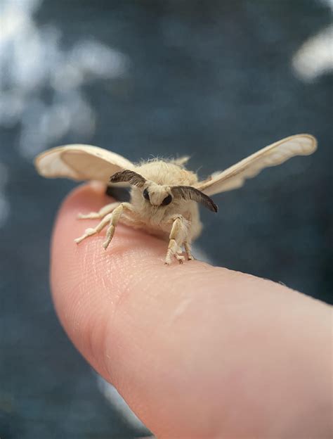 sky puppies (bombyx mori moths) : r/goblincore
