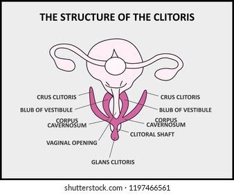 clitoris anatomy images stock  vectors shutterstock